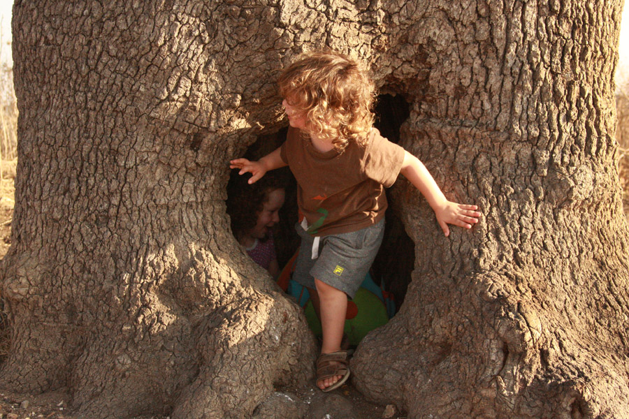 טיול ט"ו בשבט | עצים שכיף לטפס עליהם | העצים הכי מיוחדים בישראל | בלוג סימני דרך | naamasimanim.co.il