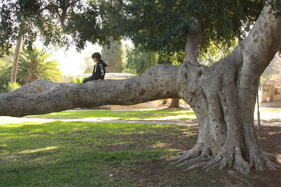 טיול ט"ו בשבט | עצים שכיף לטפס עליהם | העצים הכי מיוחדים בישראל | בלוג סימני דרך | naamasimanim.co.il